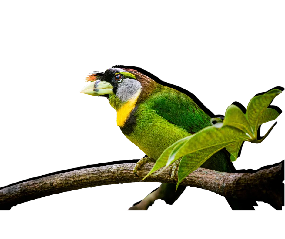 Fire-tufted Barbet